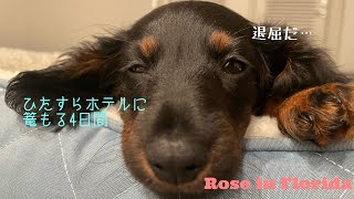 ホテルに篭もる4日間:生後2ヶ月の子犬なりに楽しんだよ〜！/Stay in the hotel for 4 days.