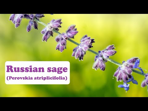 Immortality, Longevity, Wisdom, knowledge--Russian sage