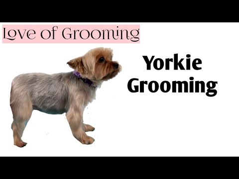 My Technique for Trimming Yorkie Legs
