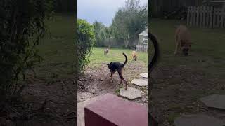 Video preview image #1 Labrador Retriever-Unknown Mix Puppy For Sale in Milton, FL, USA