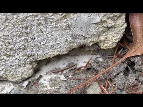 Leaf Litter Causes Ant Problem for Homeowner in Little Silver, NJ