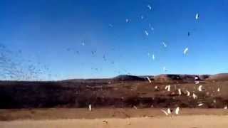 preview picture of video 'Suelta de palomas SOMBRERETE'