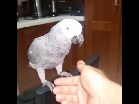 Очень сообразительный попугай