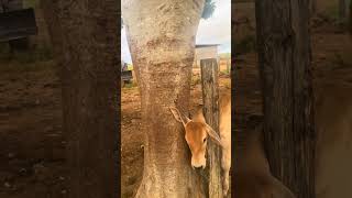 Armadilha para pegar gado na fazenda  - NUNCA FAÇA ISSO