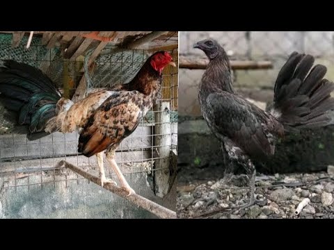 ang lulupit na warrior nyan