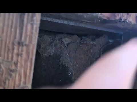 A Lot of Termite Damage Found in Martinsville, NJ