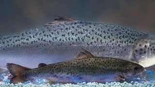 Genetically modified fish spark debate