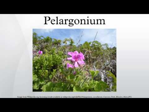 Pelargonium