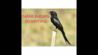 Download lagu suara master pikat burung srigunting ampuh mp3