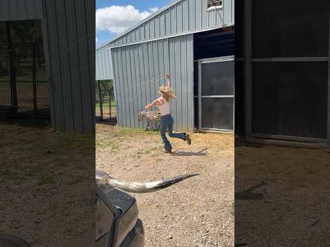 my disco donkey does not like the necessary fly spray #horse #farmlife #zebra #fyp