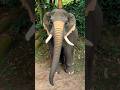 When Big Brother Gets A Shot And Turns Into A GIANT ELEPHANT