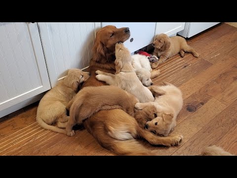 This Video Of A Golden Retriever Dad Babysitting His Puppies Is Pure Bliss
