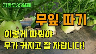 무우를 크게 키우려면 무잎따기이럴땐 이렇게 해줘야 무가 커지고 병 없이 잘 자랍니다 #김장무키우기