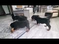 Rottweiler dogs for sale: Serena / Mocha – Santos Ad-Dirah - Video 1