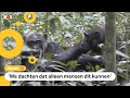 Chimpansee vertelt: 'Kijk, dit is mooi'