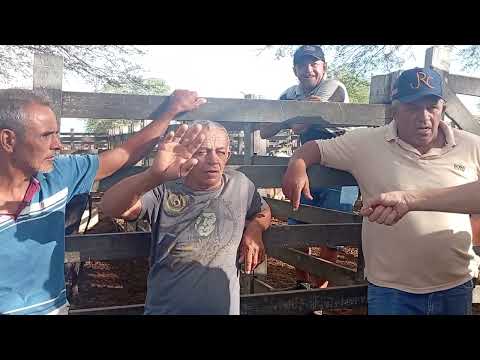 Feira de Gado de Monteiro PB 14/02/2026