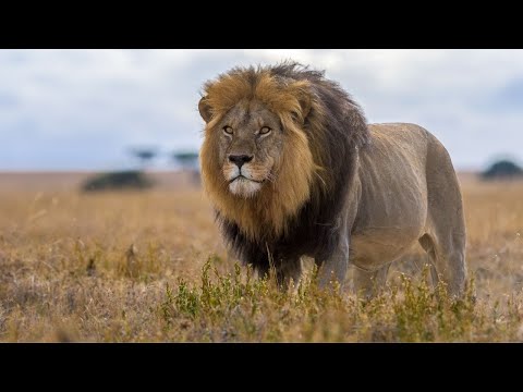 Lion Sound - Lion Snarling