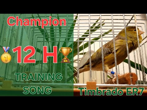 Champion 🏆🥇 - Canary Training Song - 12 h - Timbrado Español Clásico Original 17_12 - Full Video