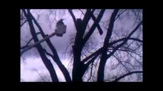 Minneapolis Tree Removal 763-482-1499