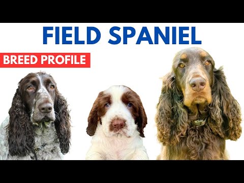 Field Spaniel Profile History - Price - Traits - Field Spaniel Grooming Needs - Lifespan