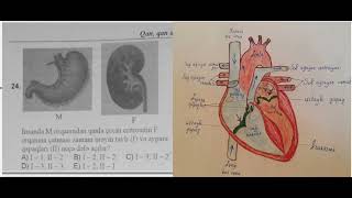 Ürək və qan damarları 24-cü sual (DİM2023)