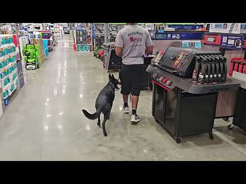 Take A Shopping Trip With "Dazzle" To Lowes.