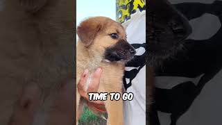 We Found This Golden Retriever Puppy Living in a Tire 😭🐶