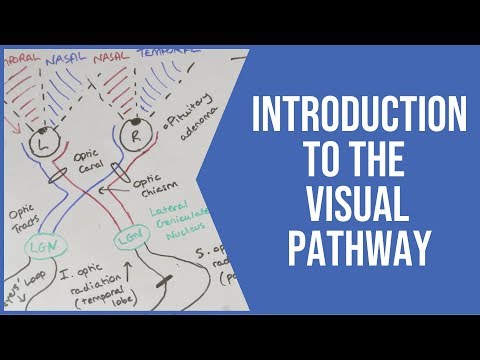 Intro To The Visual Pathways (Neurology) - USMLE/UK | PostGradMedic