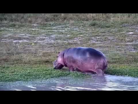 Djuma: Hippo leaving the dam - 05/19/2022