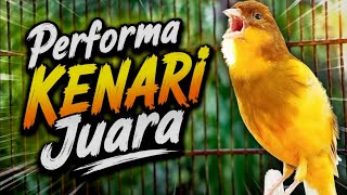 Download lagu Masteran KENARI GACOR PANJANG ROL RAPAT EMOSI utk PANCINGAN KENARI PAUD NGERIWIK jadi GACOR mp3