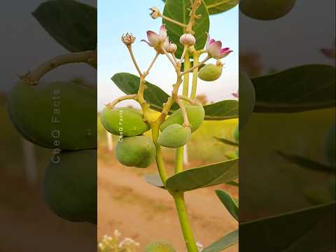 The Magical Plant 90% People Don't Know About : Calotropis Benefits & Uses #shorts #plants #farming