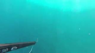preview picture of video 'Diving  - Caretta caretta Sea turtle'