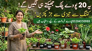 Download lagu Permanent plants to grow from cuttings in May/Plants For Sale/How to grow plants from cuttings in... mp3