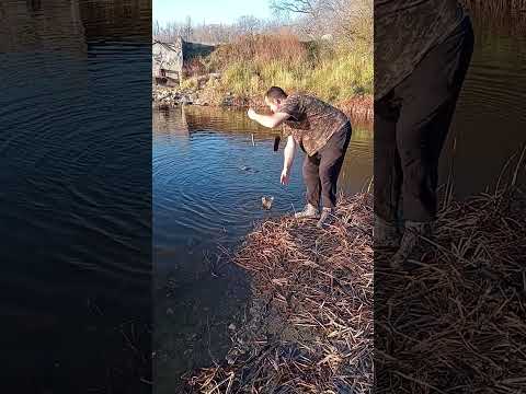 Fall Bobber Fishing For Walleye.(Bobber Down)