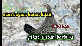 Download lagu Suara pikat🐓ayam hutan Hijau #berpetualang #hunting #berburu  mp3