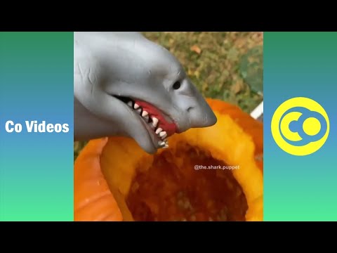 Ultimate Shark Puppet Vines Skits 2019 | Funny Shark Puppet Vine Videos (W/Titles)