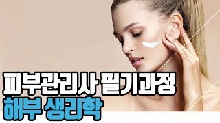 [프레듀] 피부관리사 필기과정 - 해부 생리학