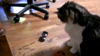 Cat drags sunglasses back over