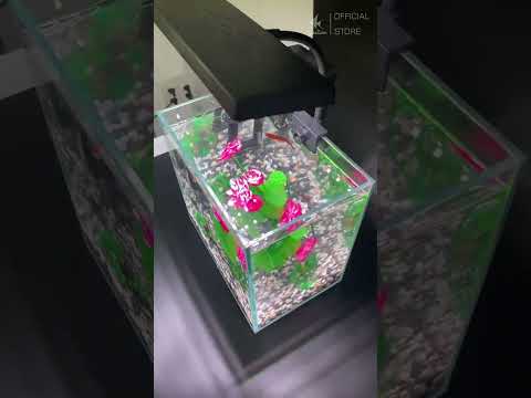 Đèn Led Kẹp Hồ Cá Thủy Sinh XML T102, T103 - Siêu Tiết Kiệm Điện #denled #aquazone #led