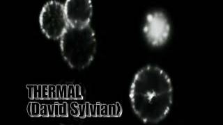 David Sylvian -Thermal (Remixed by Modesto Muñiz).mpg