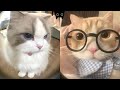 The Funniest Animals 😄 New Funny Cat Videos 😹 - Fails of the Week #32