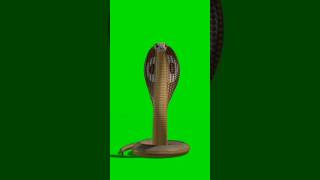 Download lagu Snake green screen video 9 #copyright#snake#shorts  #foryou#capcut #🐍 #graphicdesigner#greenscreen mp3 Download lagu Snake green screen video 9 #copyright#snake#shorts  #foryou#capcut #🐍 #graphicdesigner#greenscreen mp3