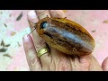 GIANT ROACH Largest Cockroach but i