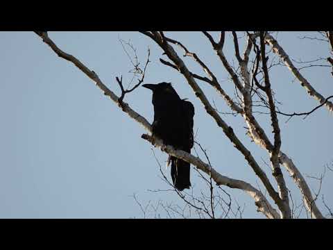 Common Raven vocalizations - Door Co., WI