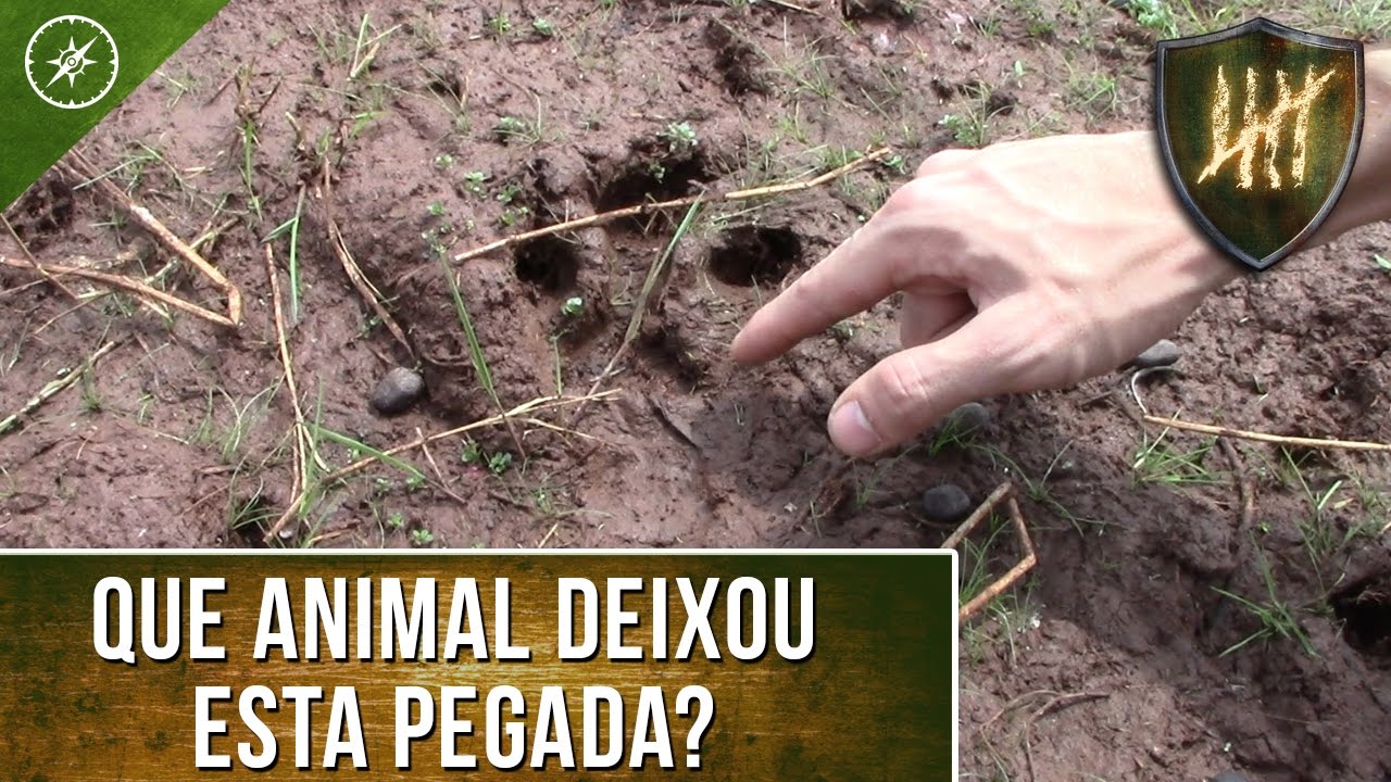 Rastreamento de animais e pessoas: Identificando os rastros - Ep.01