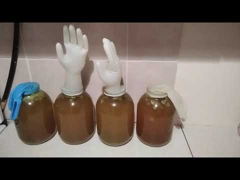 Медовуха ставленная. а правильно ли я ее сделал?