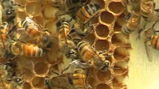 La meravigliosa vita delle api