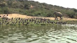 preview picture of video 'Crocodiles, Elephants, Hippos and Wildebeest by Boat in Uganda'