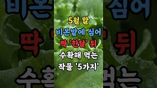5월 말 비온밭에 심어 딱 한달 뒤 수확해 먹는 작물 5가지