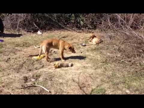 Забрали щенков  Одного или двоих .